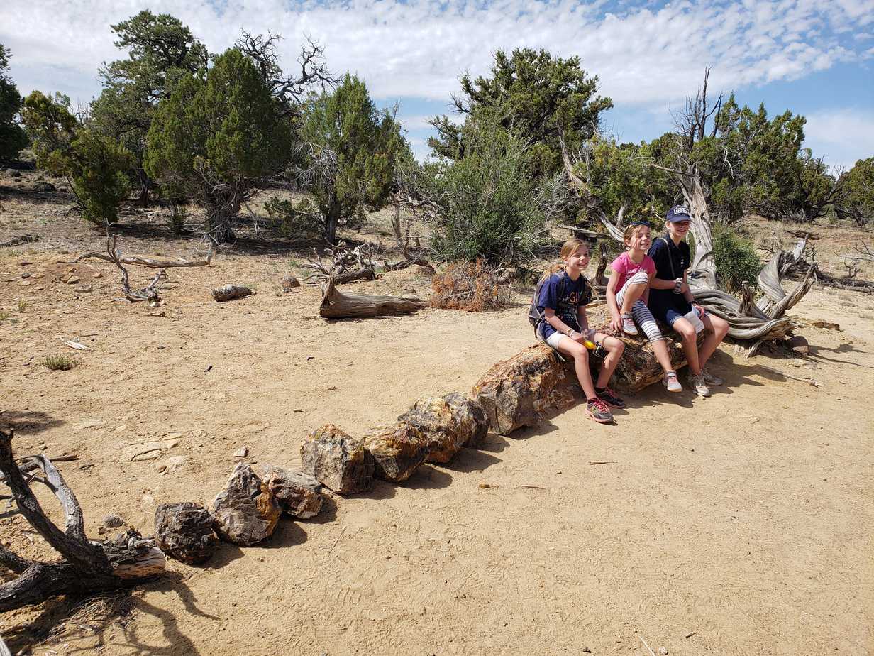 Petrified wood at Escalante Petrified Forest State Park