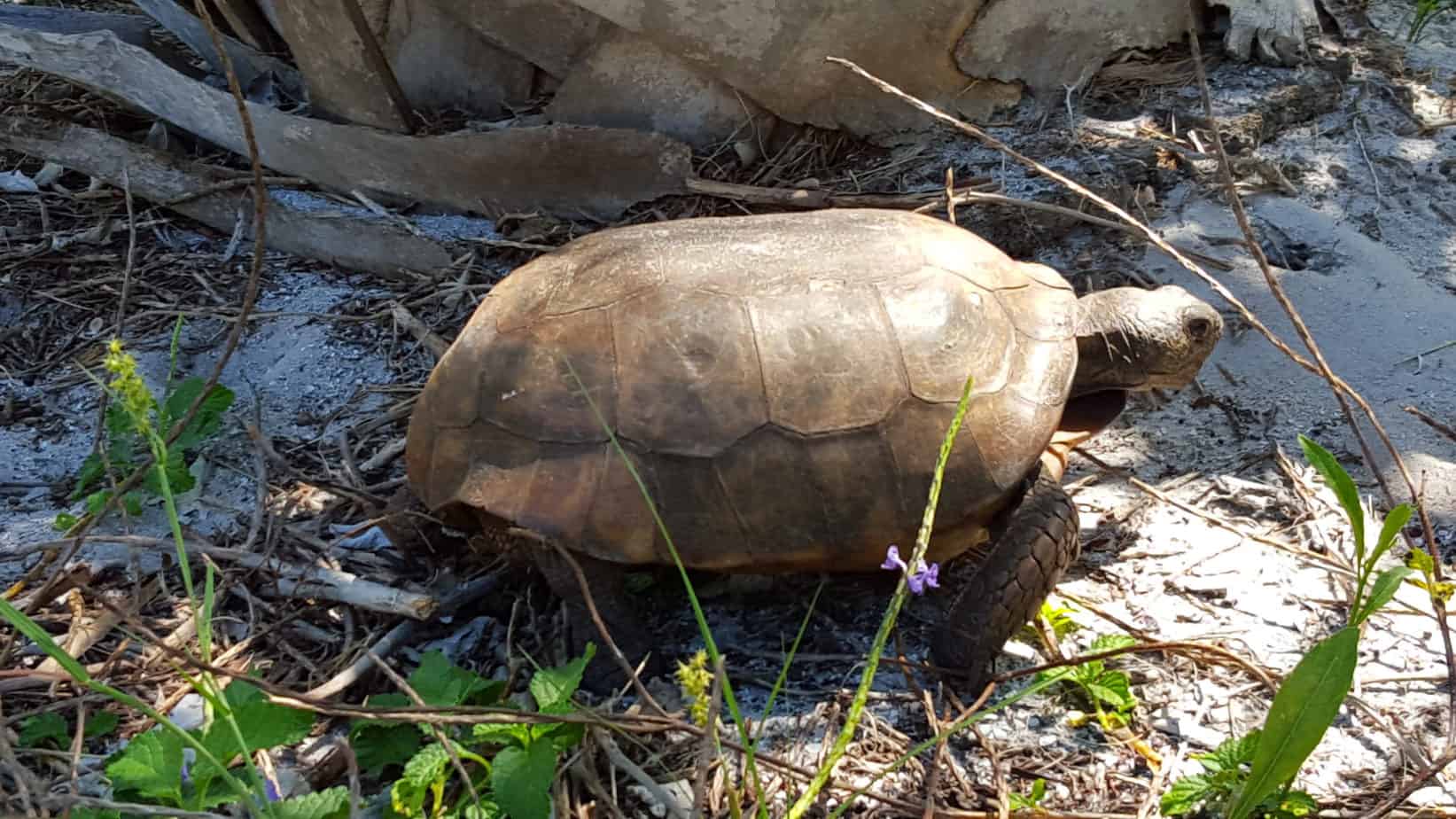 gopher tortoises on egmont key state park