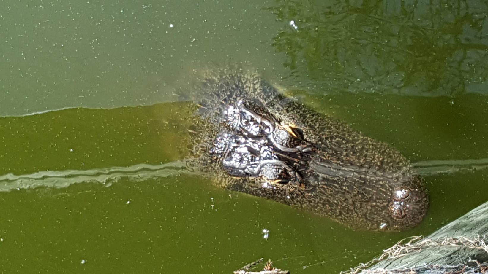 Florida Gator at Circle B Bar