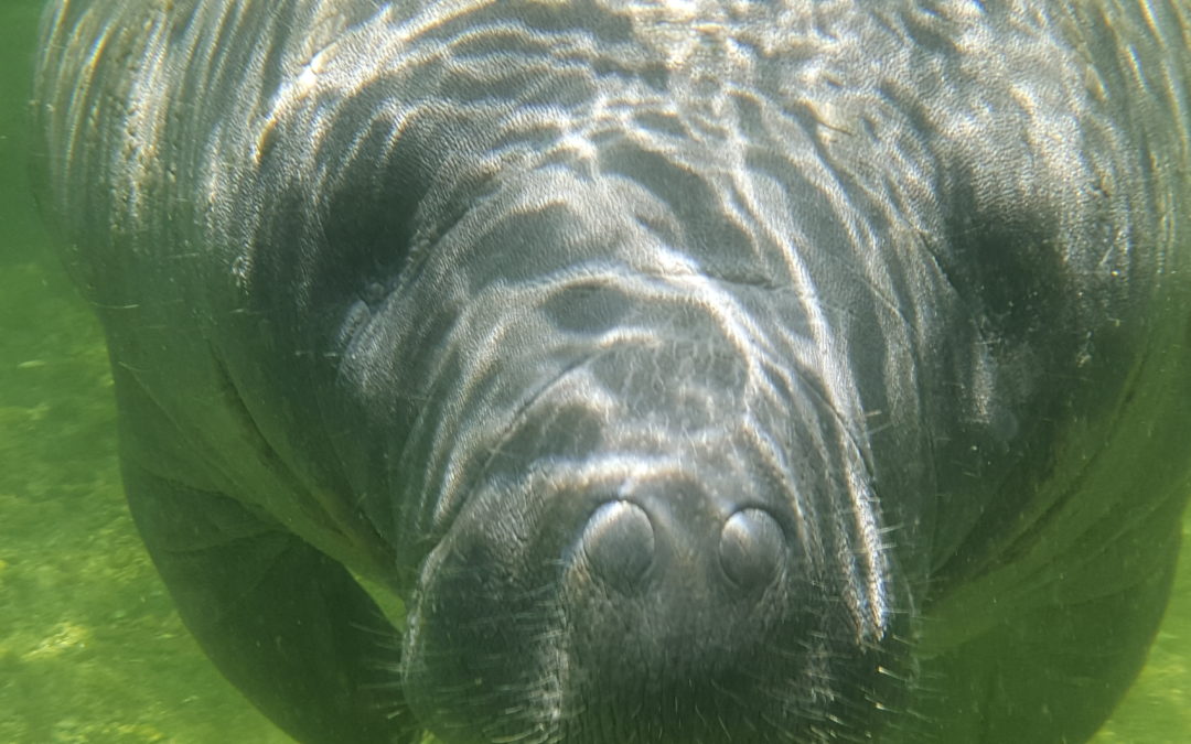 Florida Manatees at Blue Spring State Park