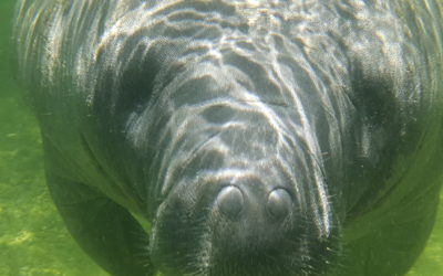 Florida Manatees at Blue Spring State Park