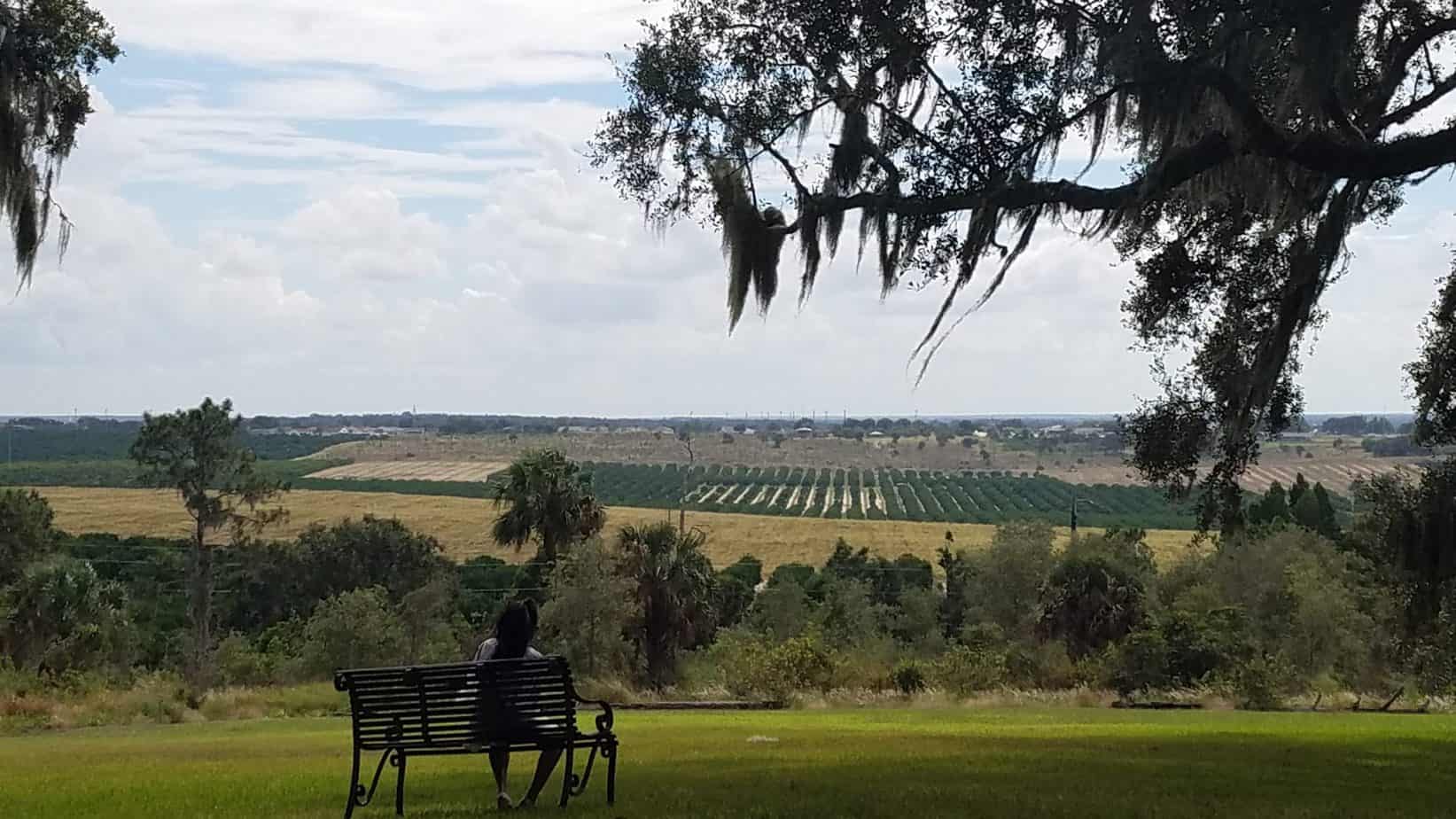 View of Orange Orchards at Bok Tower Gardens