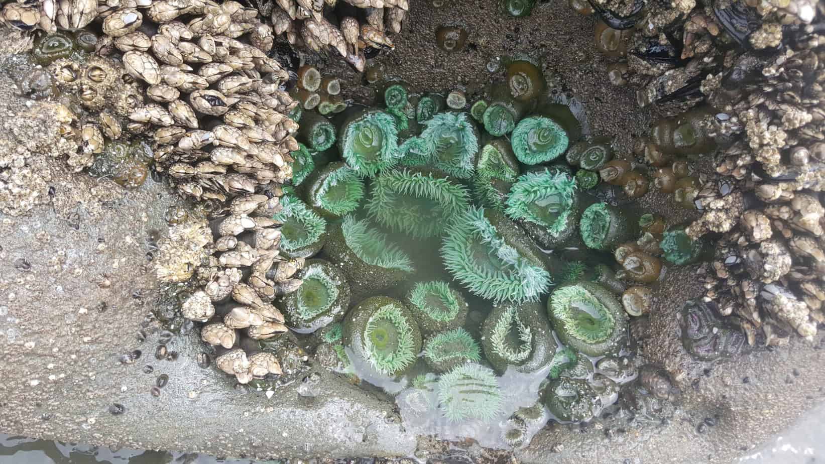 Tide pool at Olympic National Park