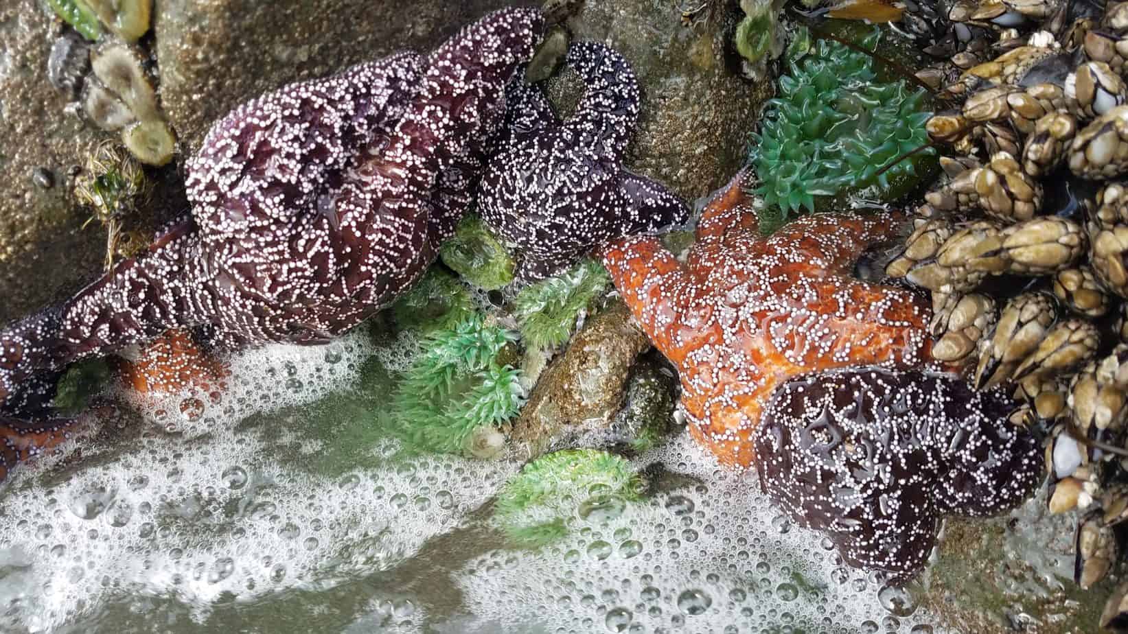 Starfish at Kalaloch Beach 4