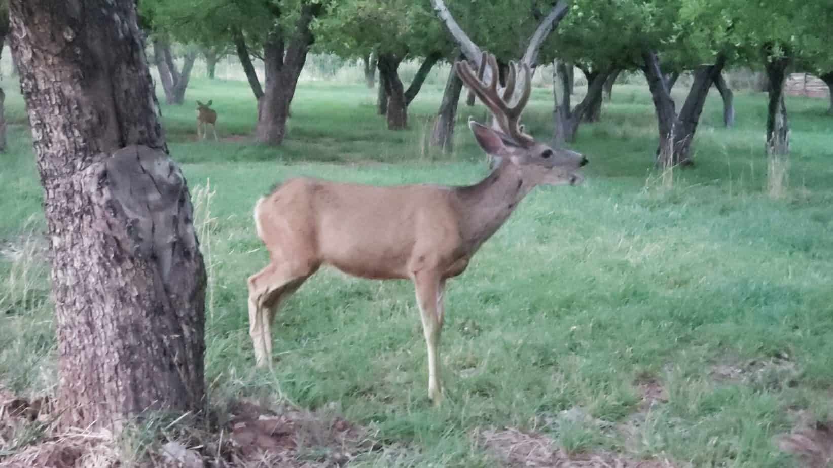 mule deer at Fruita Campground