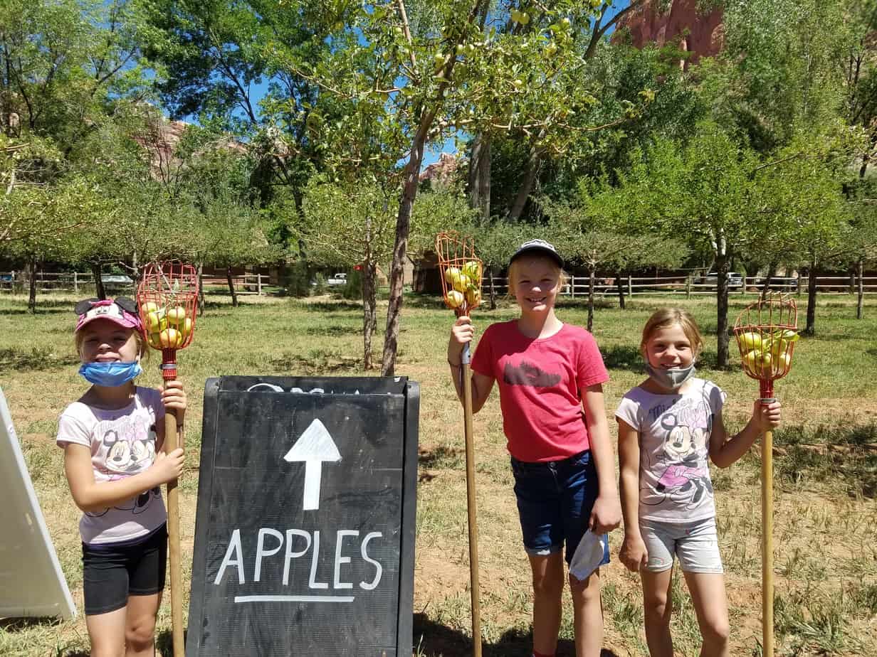 Fruit Picking at Capitol Reef National Park