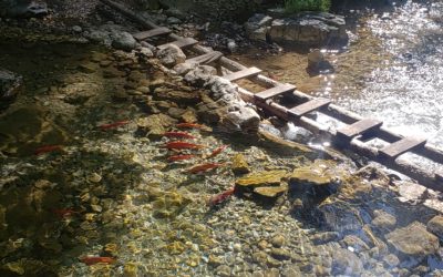 Salmon Run at Causey Reservoir, Utah