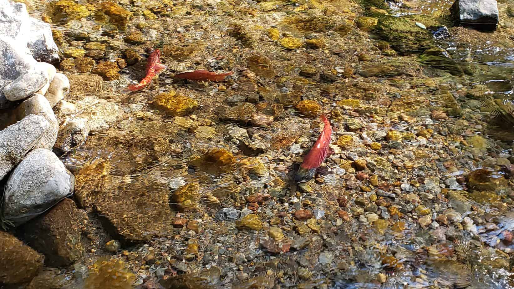 Skull Crack Trail Salmon