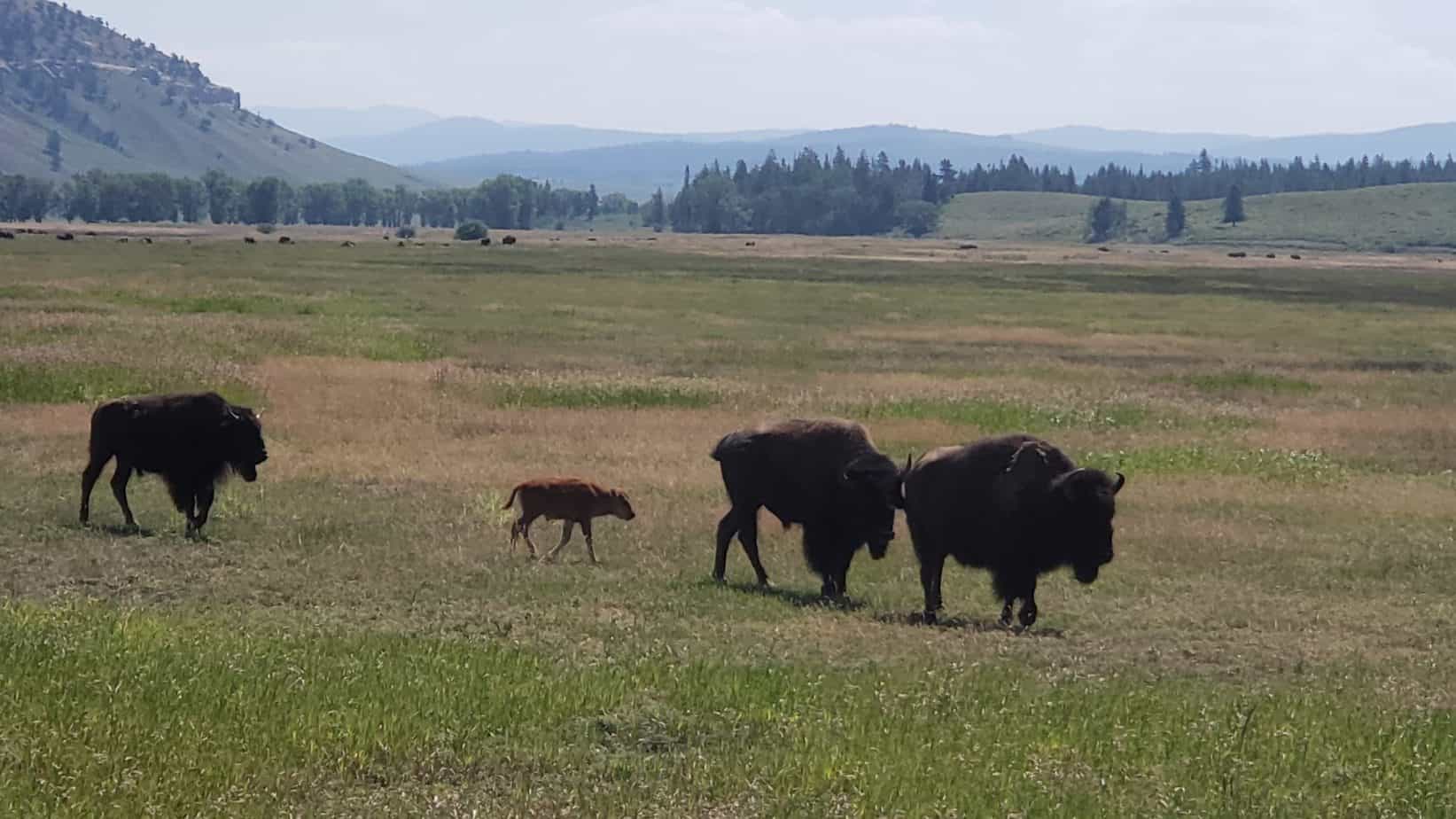 Buffalo at Grand Teton National 